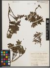 Foto von Salix waldsteiniana Willd.
